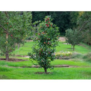 Stĺpovitá jabloň (Malus ballerina) ´POLKA´® - jesenná, výška 175-200 cm, kont. C70L